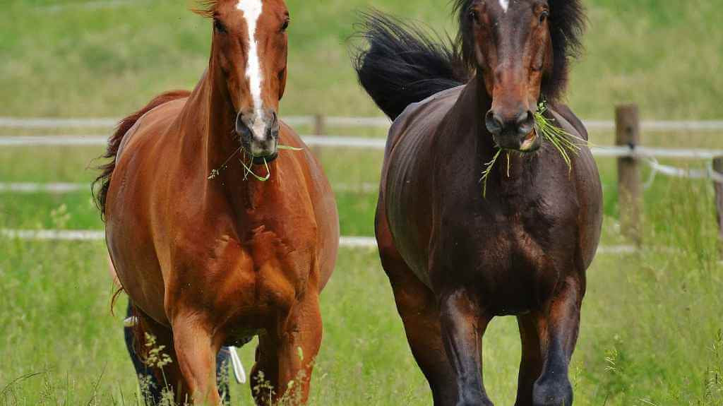 two horses in a field with long grass - just horse riders