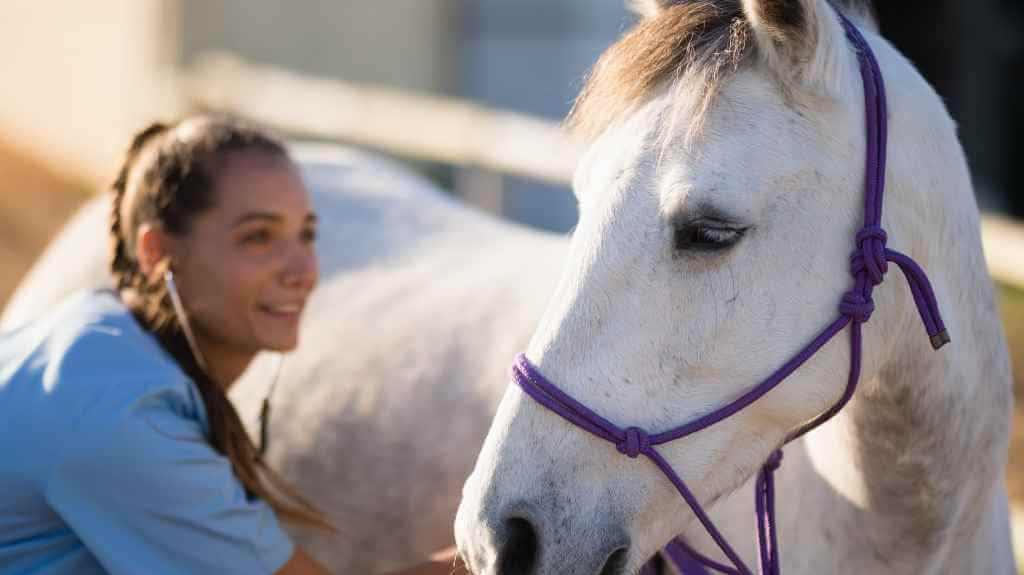 vet checkin horse heart rate - just horse riders