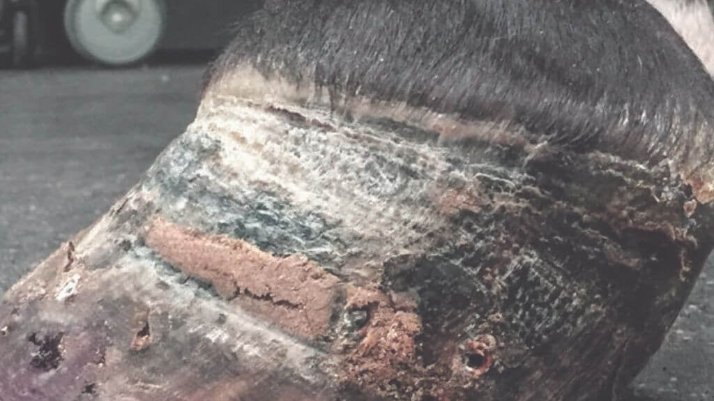 White Line Disease : Unraveling the Mystery of Hoof Disease & How to Kick It!