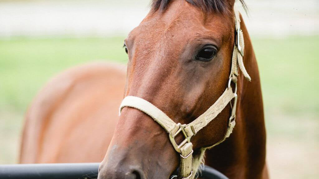 Taming the Wild Steed: Your Guide to Understanding and Catching Your Horse