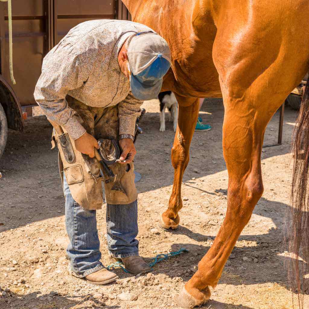 Why Do Horses Need Shoes? Shop Essential Hoof Care & More Just Horse