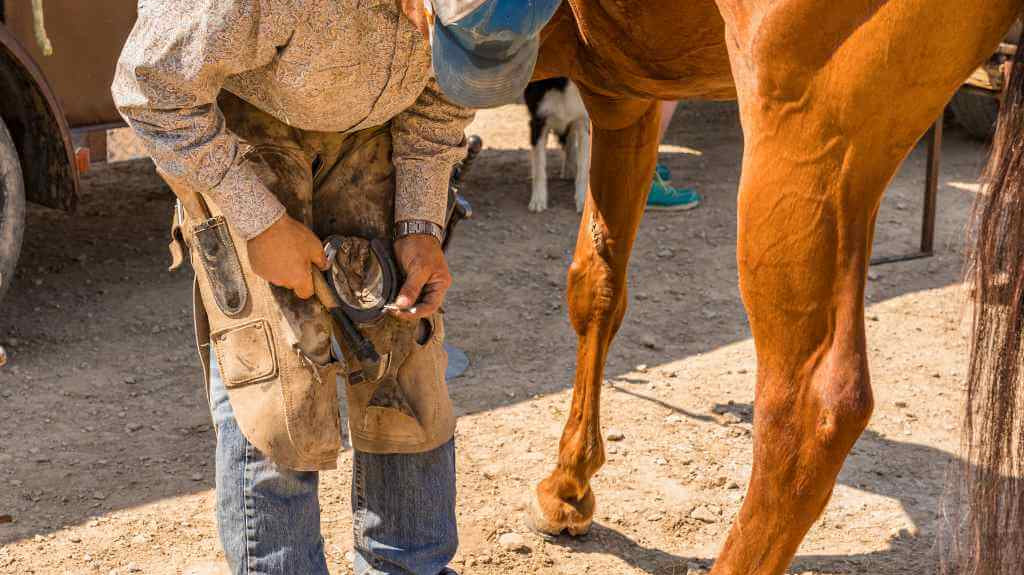 farrier shoeing a horse