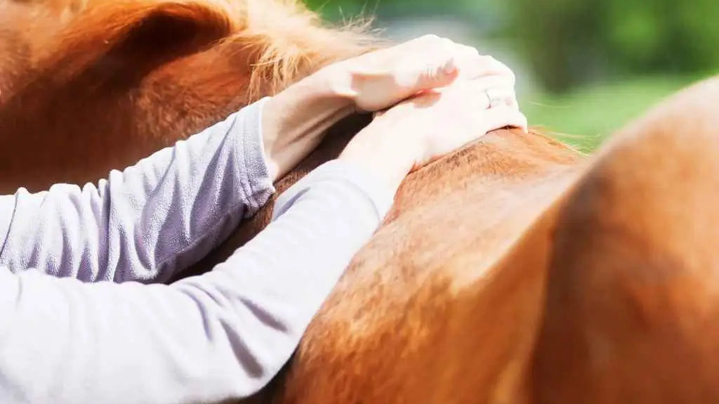 wobblers in horse - just horse riders