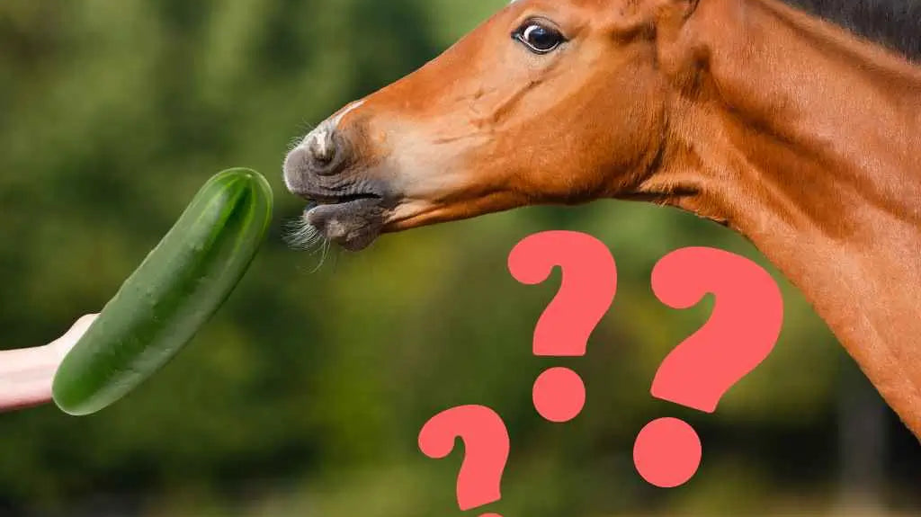 can horses eat cucumbers - just horse riders