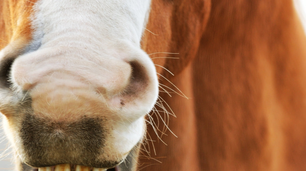 Comprehensive Guide on Windsucking in Horses: Understanding, Managing, and Treating Wind Sucking Behavior