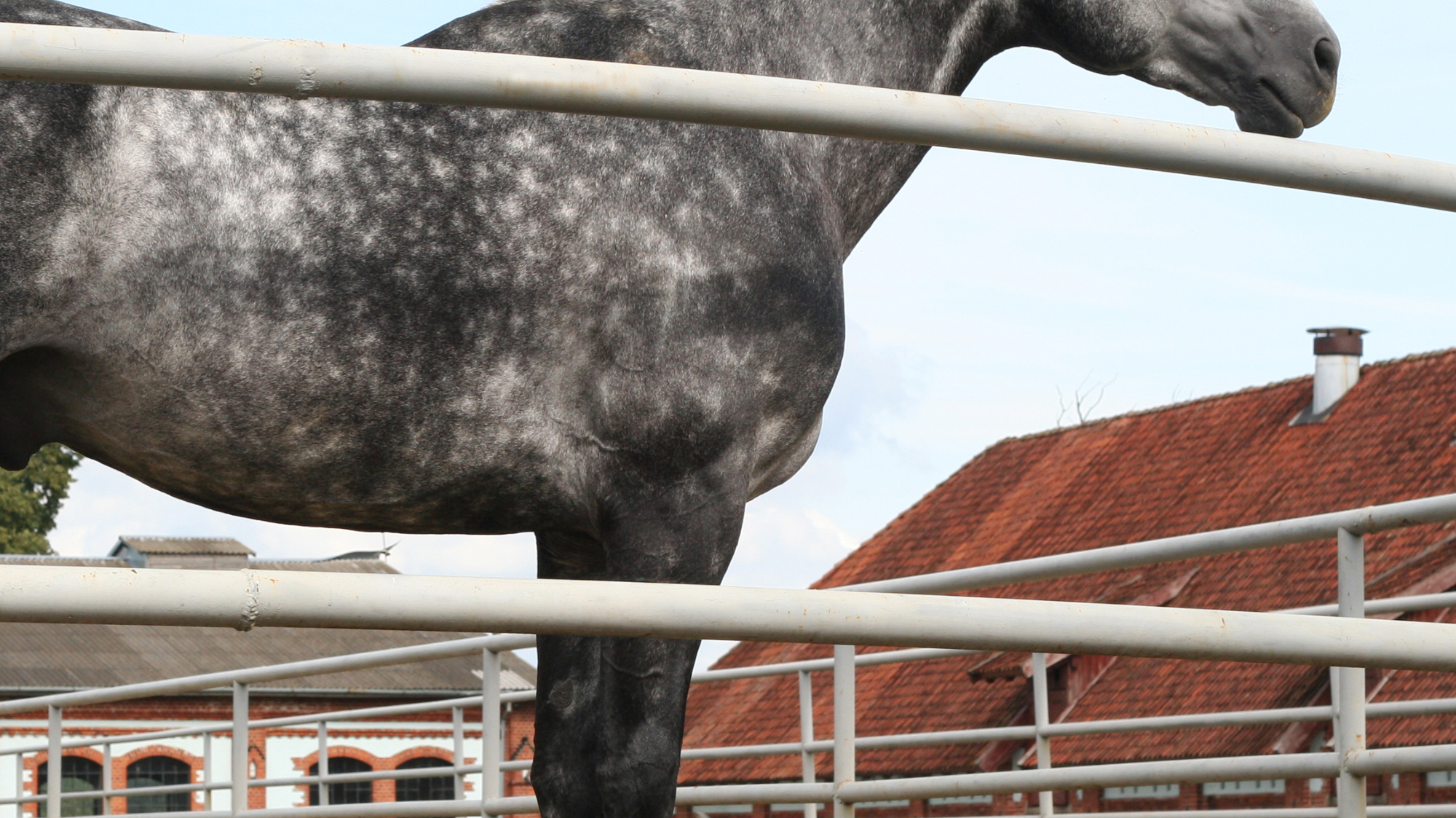 Horses Have Unique Coat Patterns: Celebrating the Beauty of Equine Diversity