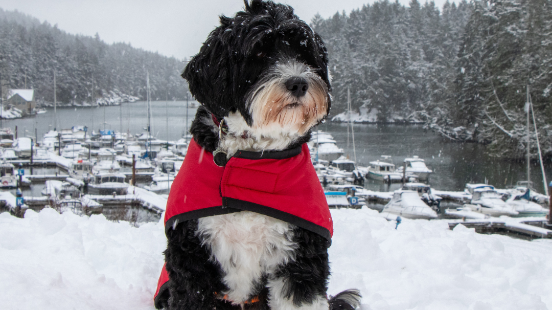 How To Look After Your dog This Winter