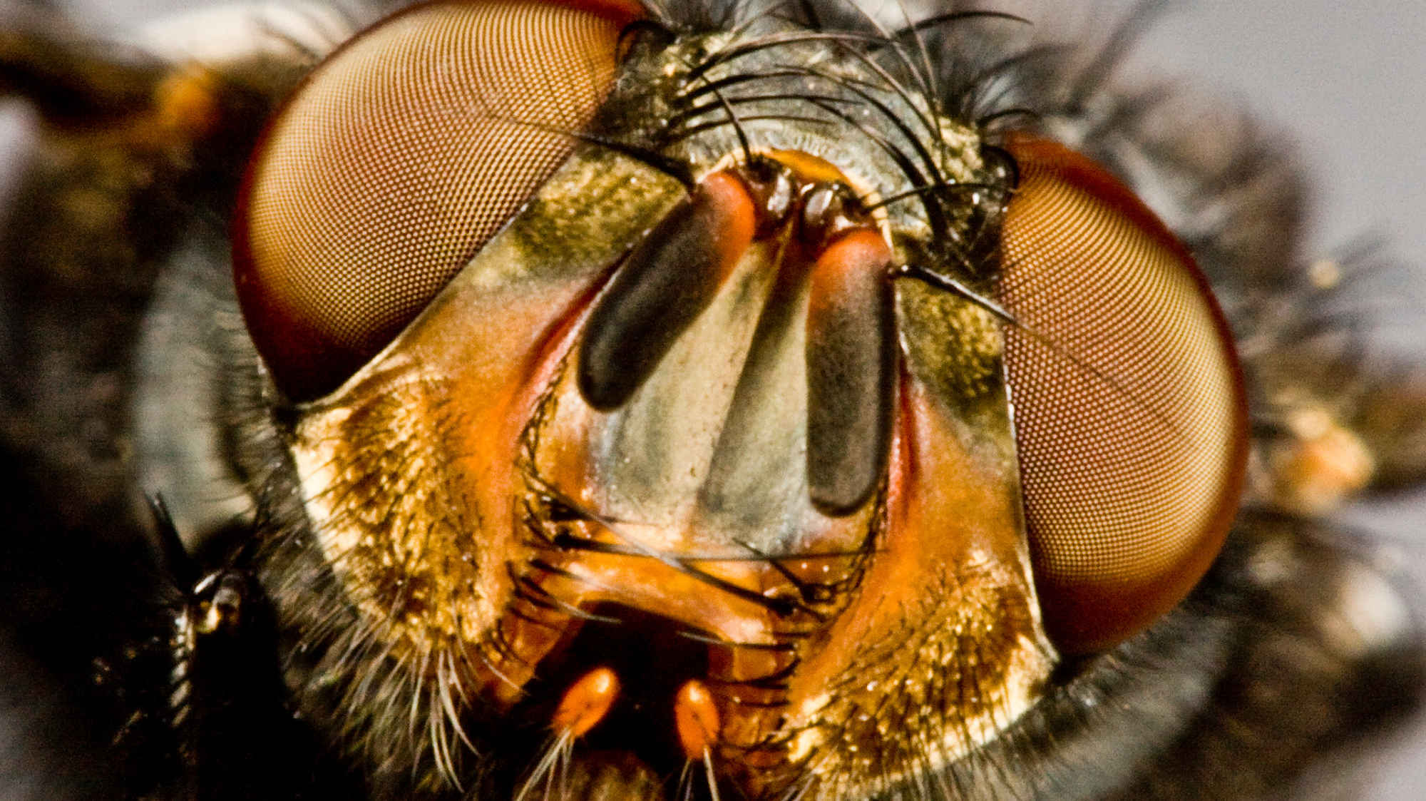 Why is protecting your horse from flies & midges so important?