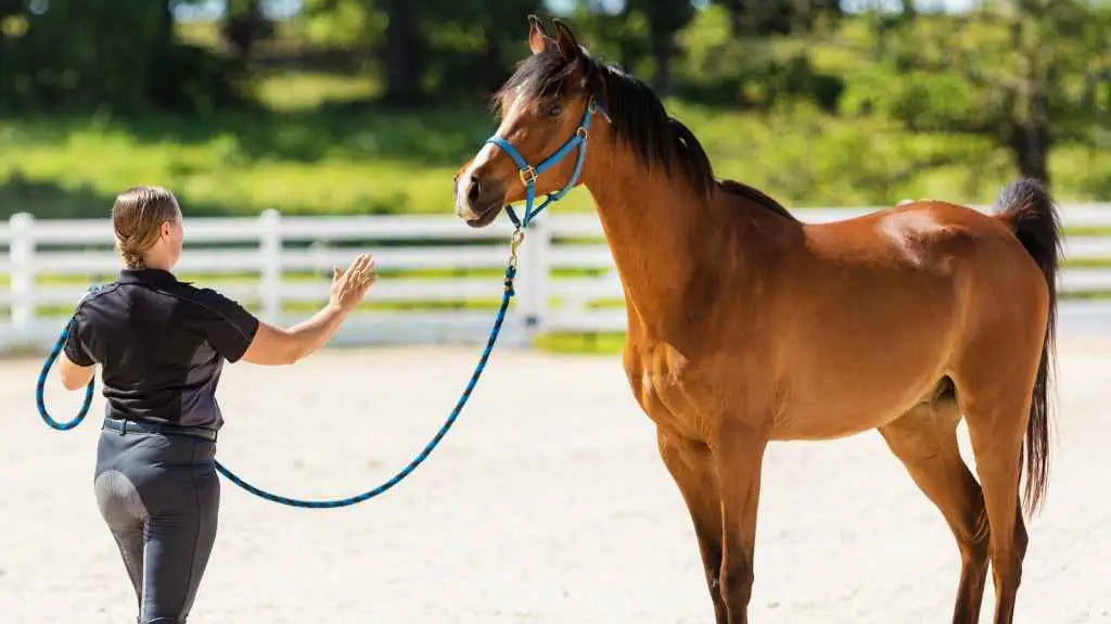 horse getting trained - just horse riders