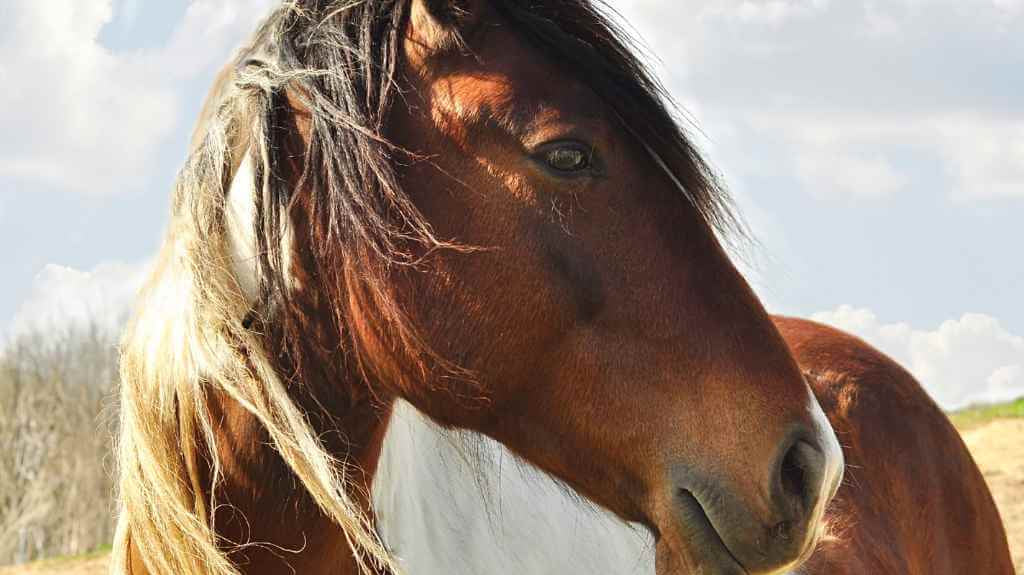 horse looking into the distance - just horse riders