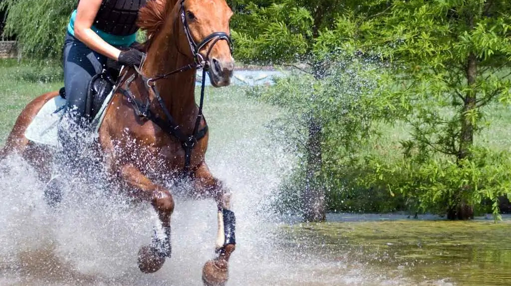 rider and horse going through a river - just horse riders
