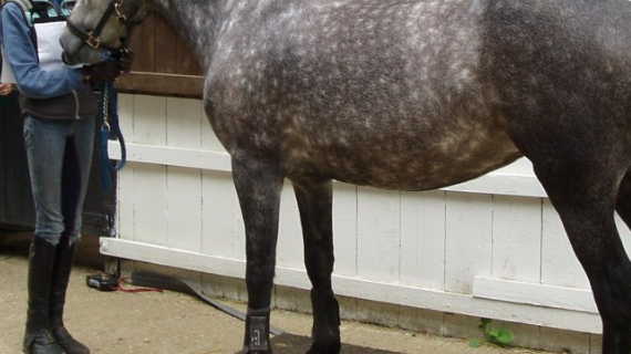 Why does Your Horses Weight Matter?