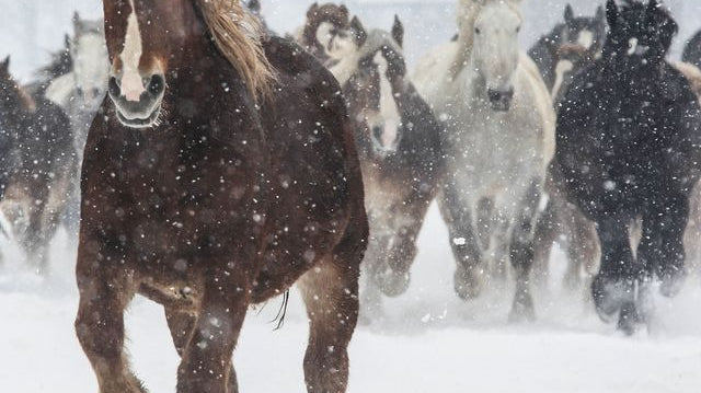 Winter tips for your Horse