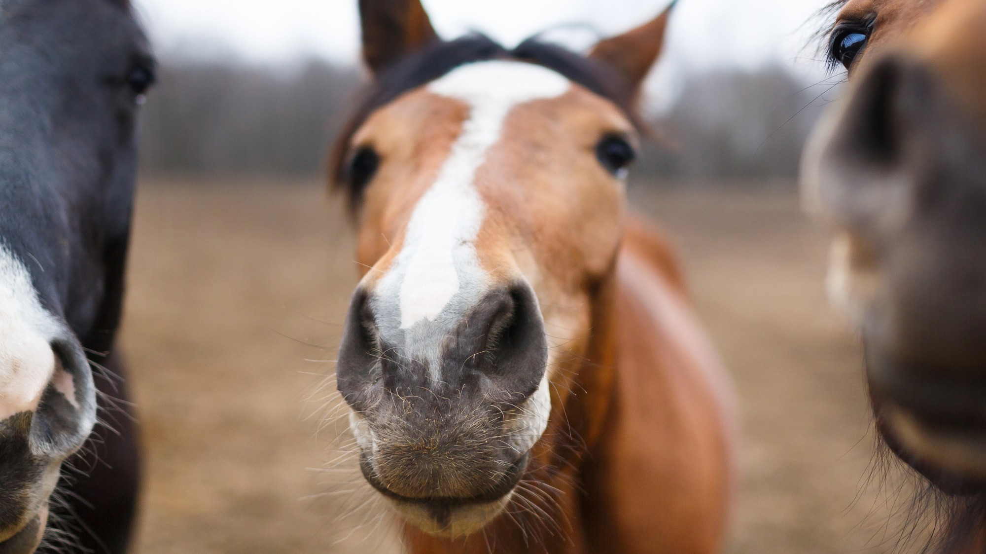 Tips for Choosing the Right Horse for Your Riding Style
