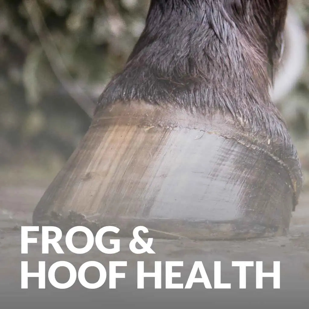Essential Hoof Health Solutions From Leovet – Buy Today