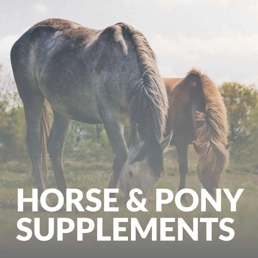 The Best Horse Supplements: Equine Health & Performance - just horse riders