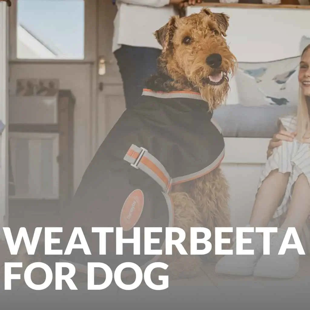Shop Weatherbeeta Dog Coats and Accessories - Comfort for Every Season