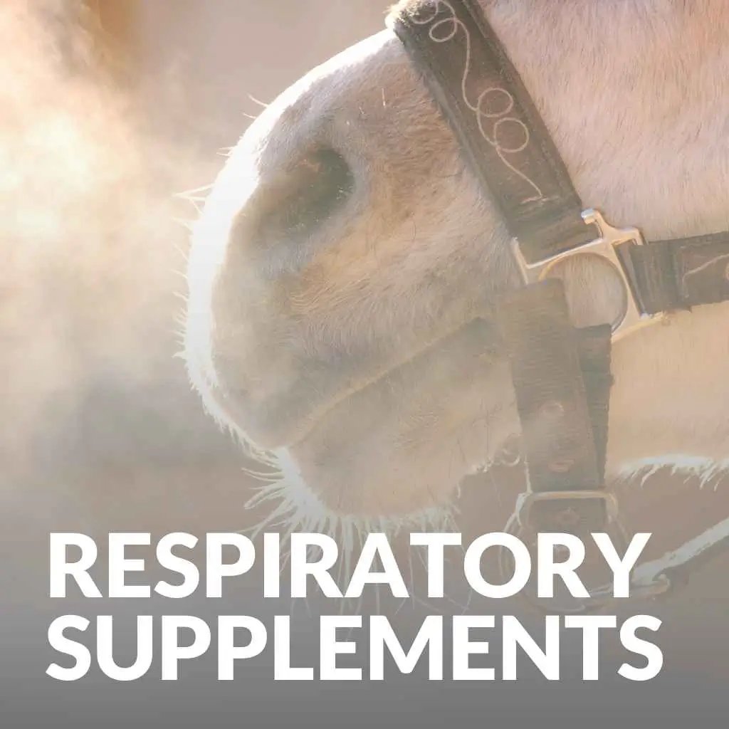 Horse Respiratory Supplements - just horse riders