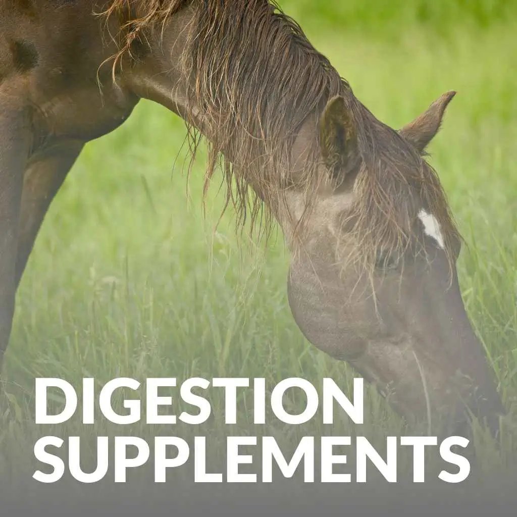 Horse Digestion Supplements - just horse riders