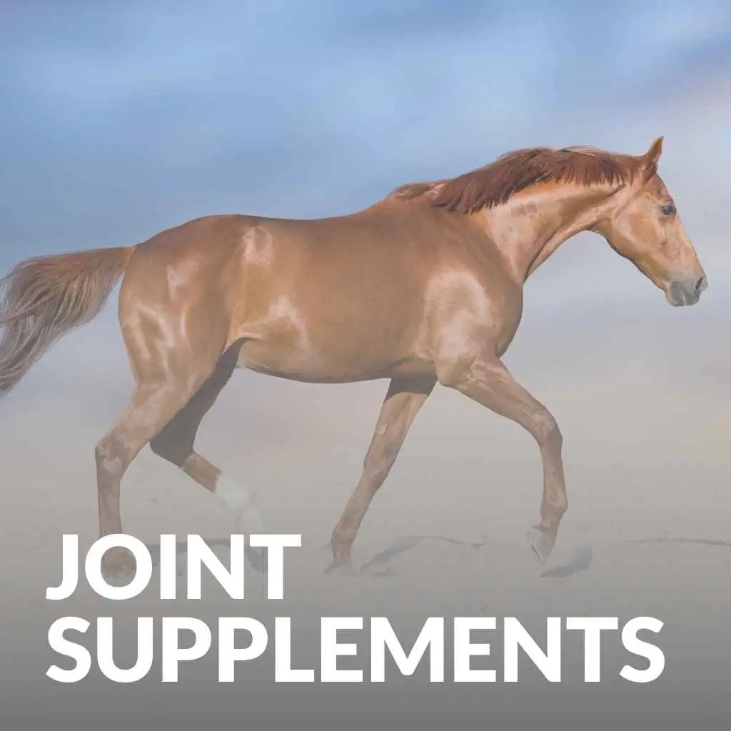 Get the Best in Horse Joint Care – Buy Top Supplements Now! - just horse riders