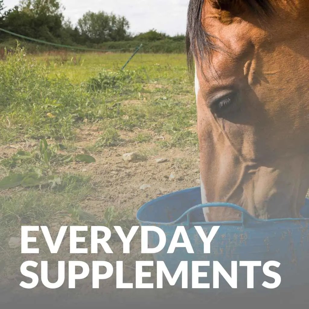Everyday Horse Supplements - just horse riders
