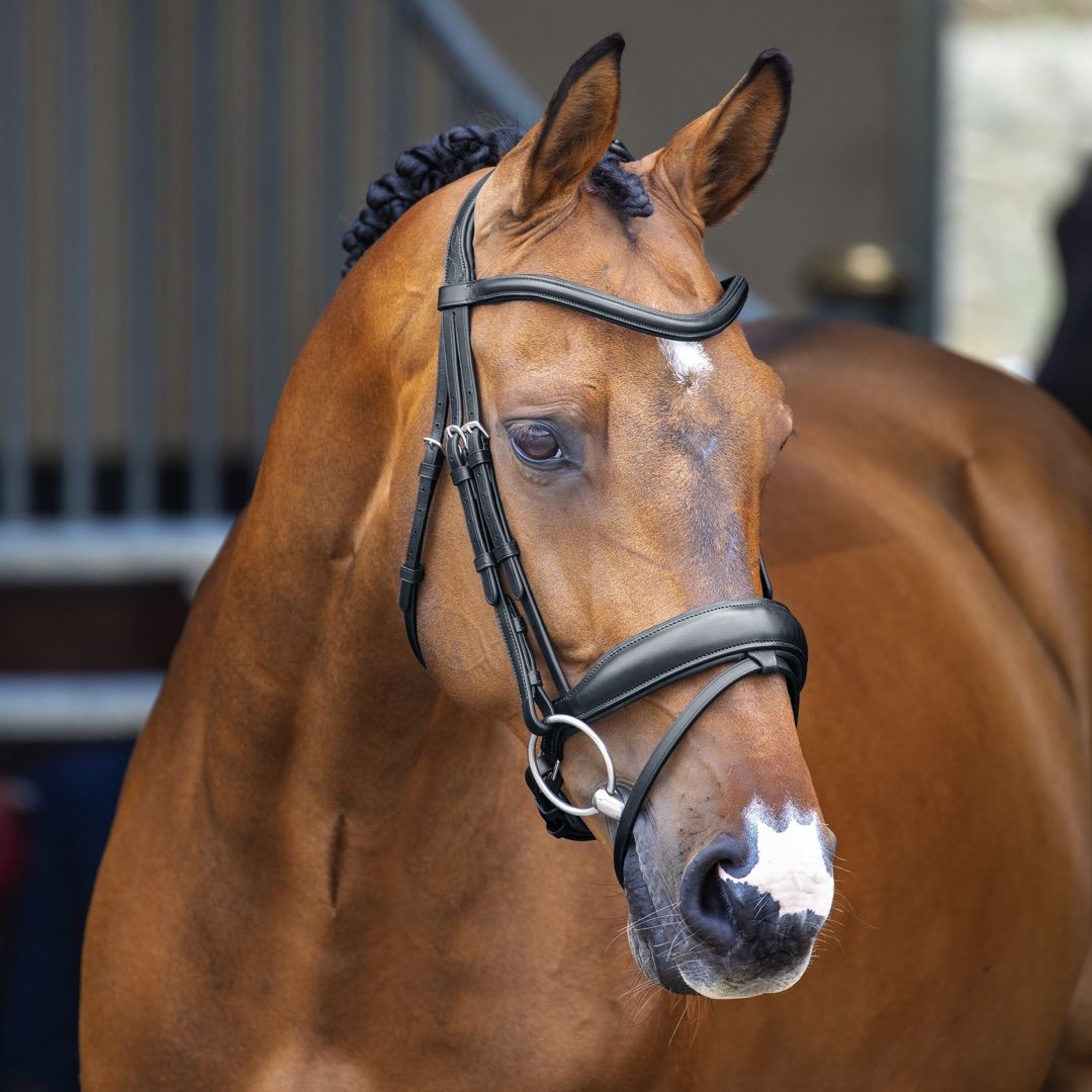 Lusso Dressage Flash Bridle - Just Horse Riders
