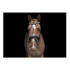 Eco Rider Ultra Comfort Navan Anatomic Bridle with 'e' Clasp & Shaped Browband - Just Horse Riders