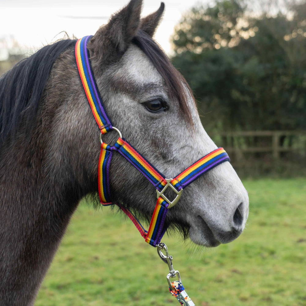 Cameo Equine Quality Padded Headcollar & Strong Leadrope - Comfortable & Stylish - Just Horse Riders