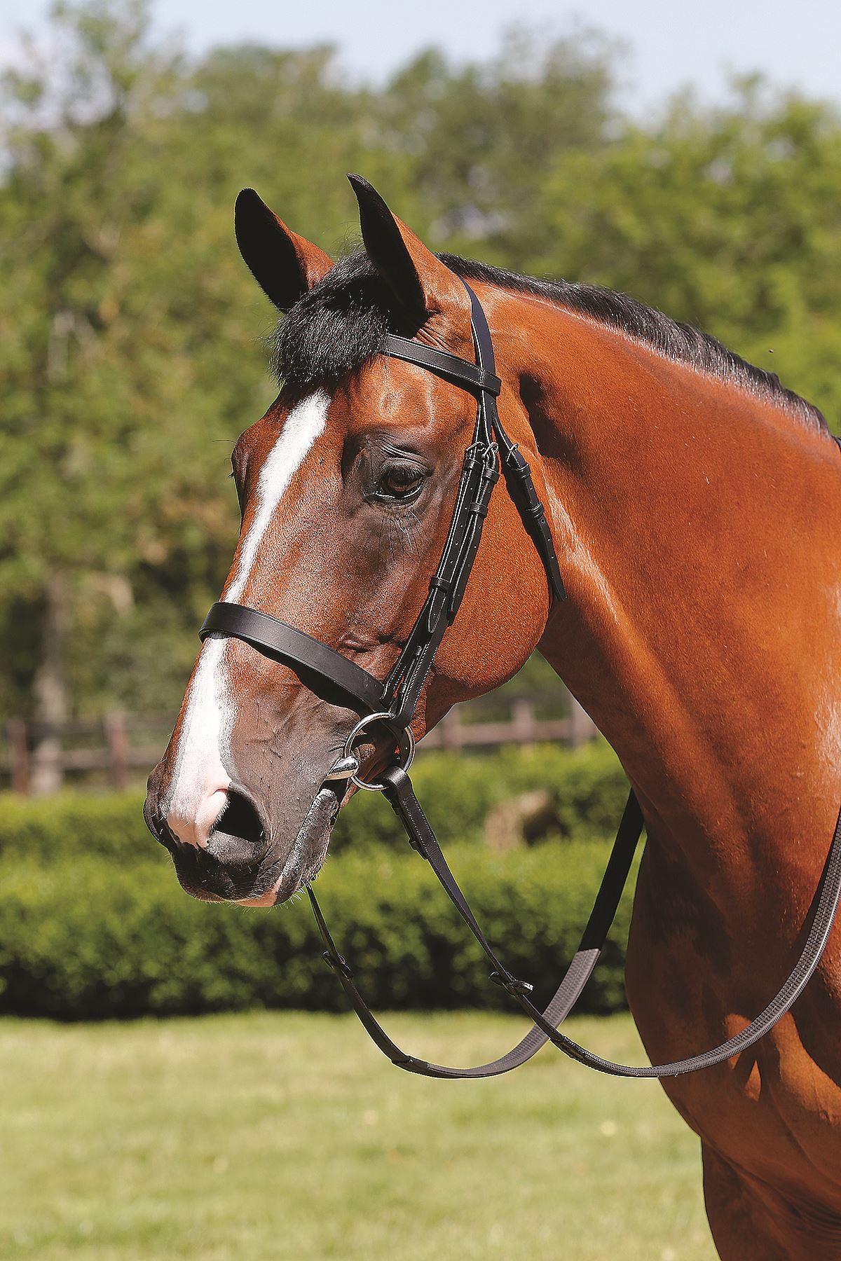 JHL Plain Cavesson Bridle - Just Horse Riders