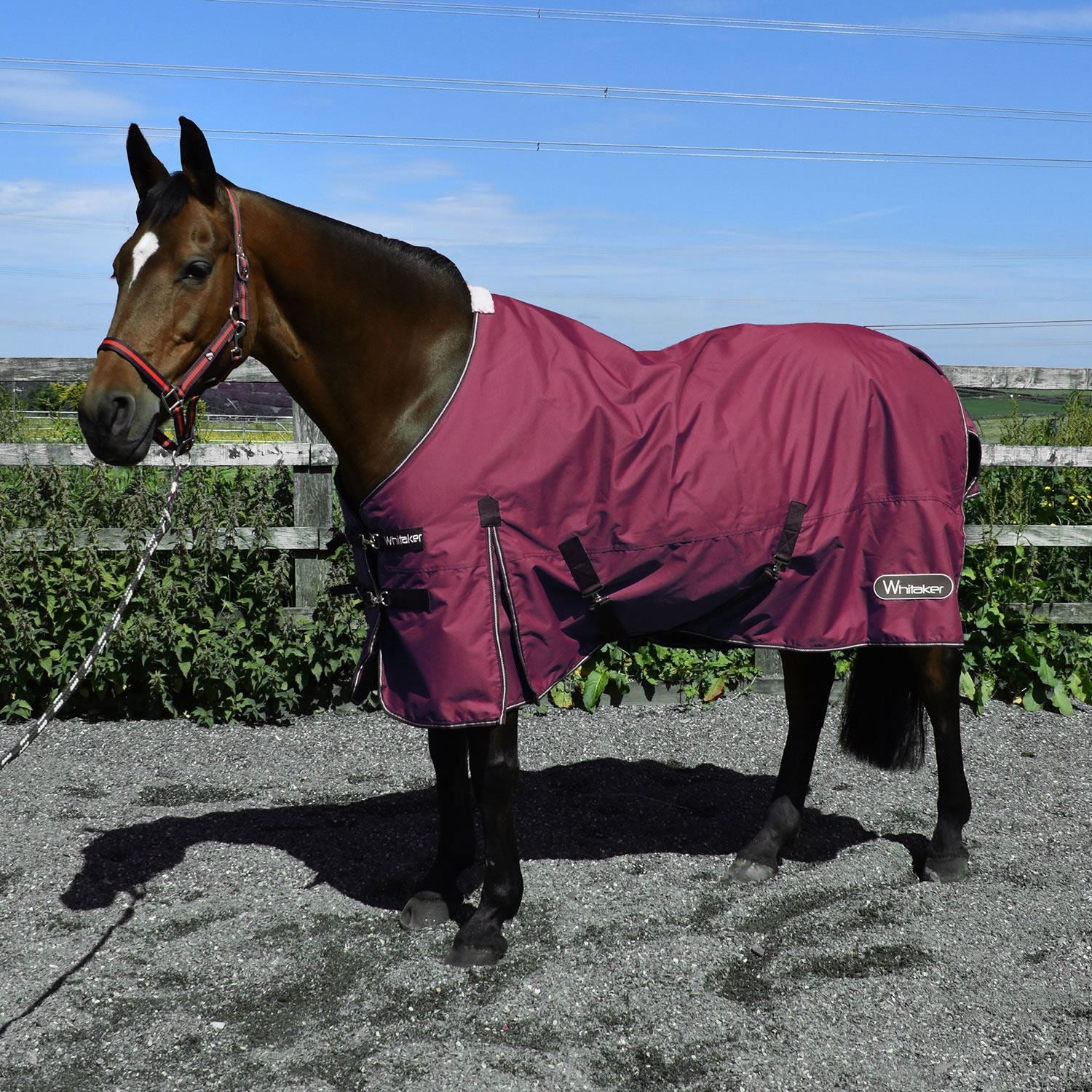 Whitaker Thistle Turnout Rug 100Gm - Just Horse Riders