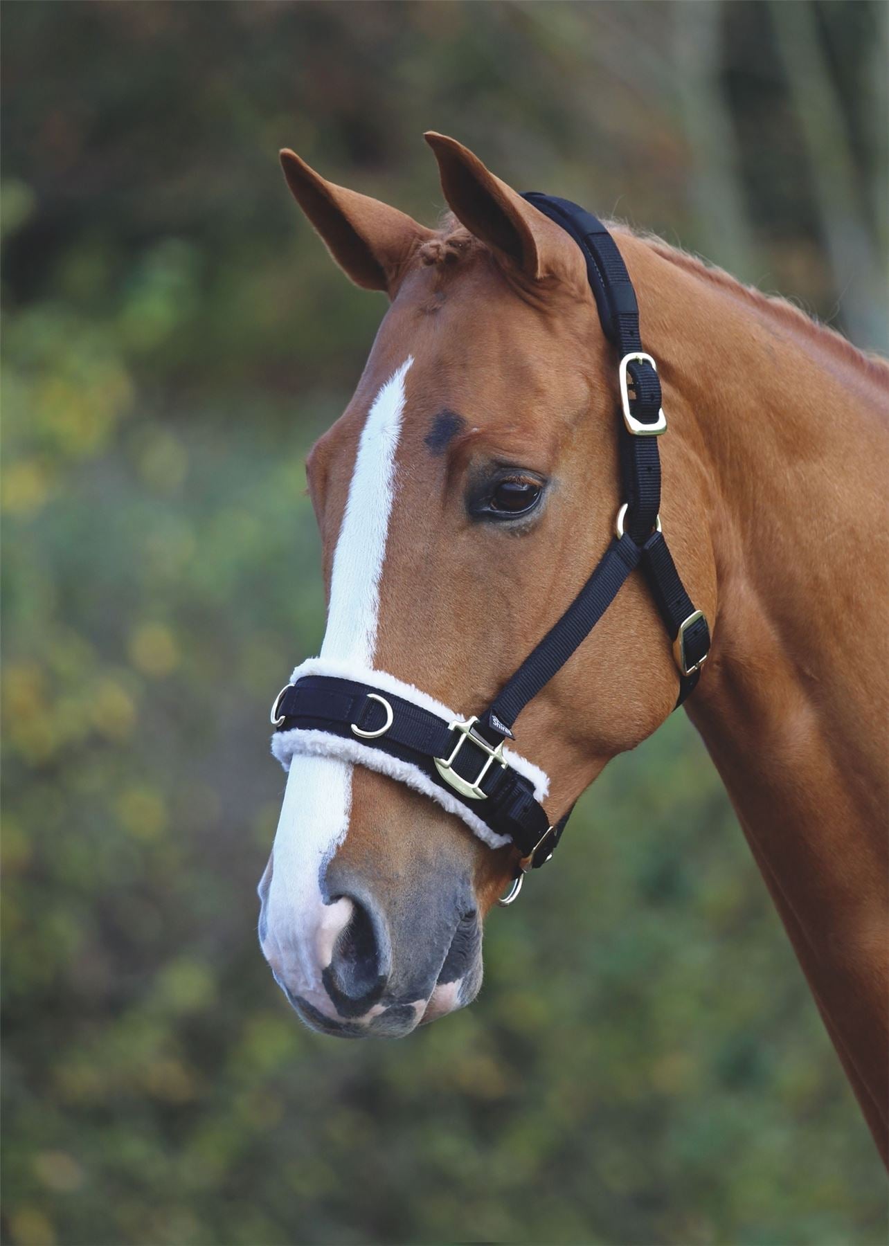 Shires Fleece Lined Lunge Cavesson - Just Horse Riders