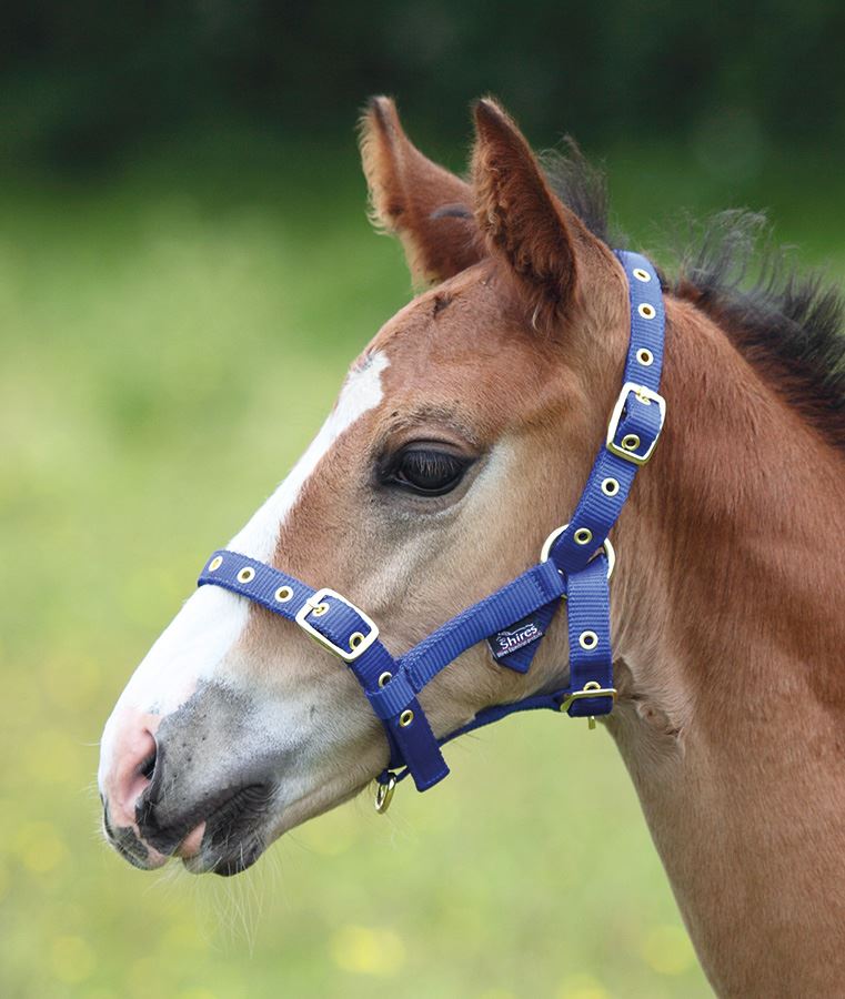 Shires Foal Headcollar - Just Horse Riders