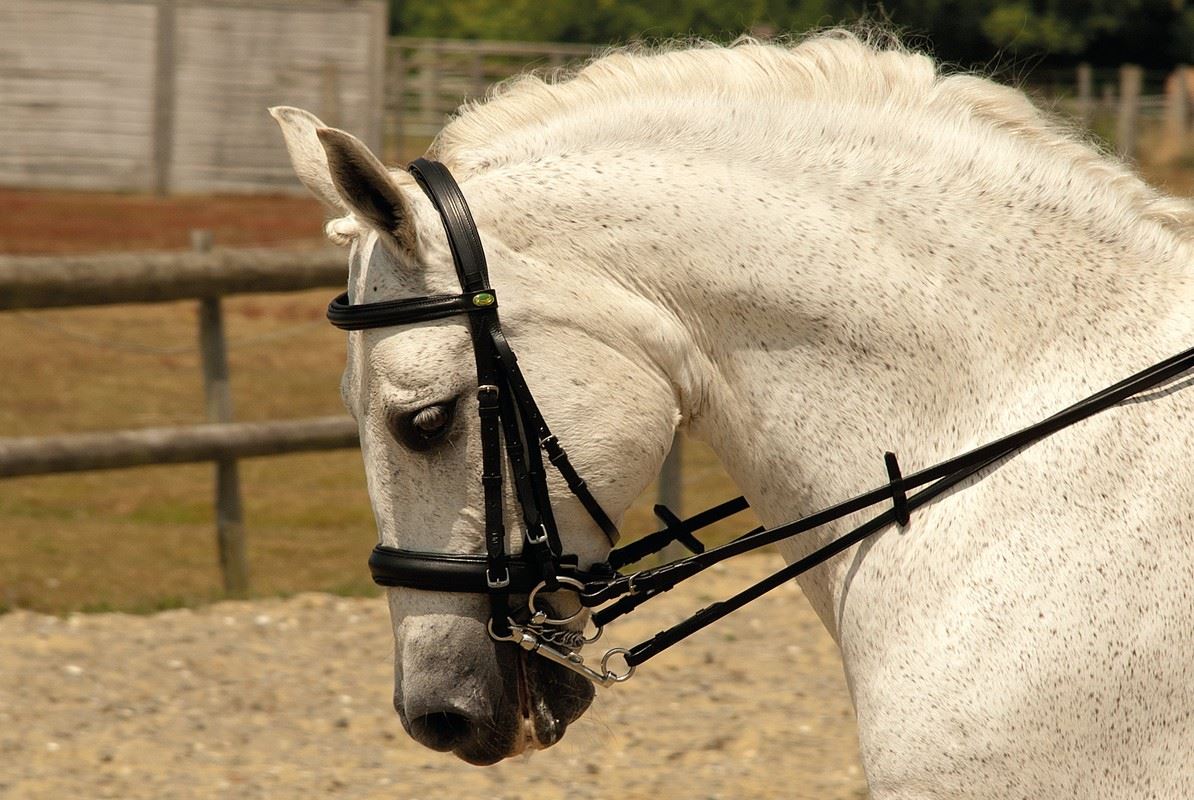 Rhinegold Double Comfort Bridle - Just Horse Riders