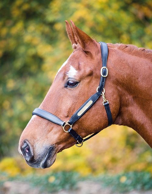 Shires Aviemore Leather Nameplate Headcollar - Just Horse Riders