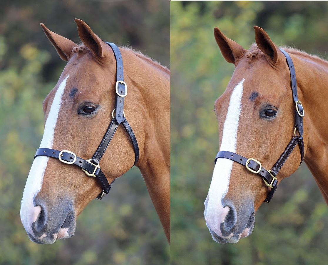 Shires Blenheim Fully Adjustable Leather Headcollar - Just Horse Riders