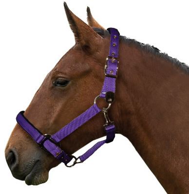 Gallop Equestrian Heavy Duty Padded Headcollar With Free Fly Fringe - Just Horse Riders