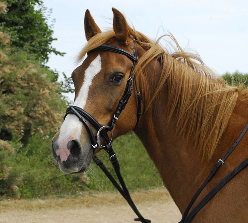 Windsor Flash Bridle - Just Horse Riders