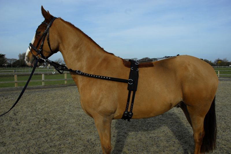 Rhinegold Training/ Breaking Set - Just Horse Riders