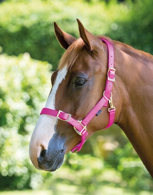 Shires Pro Adjustable Headcollar - Just Horse Riders