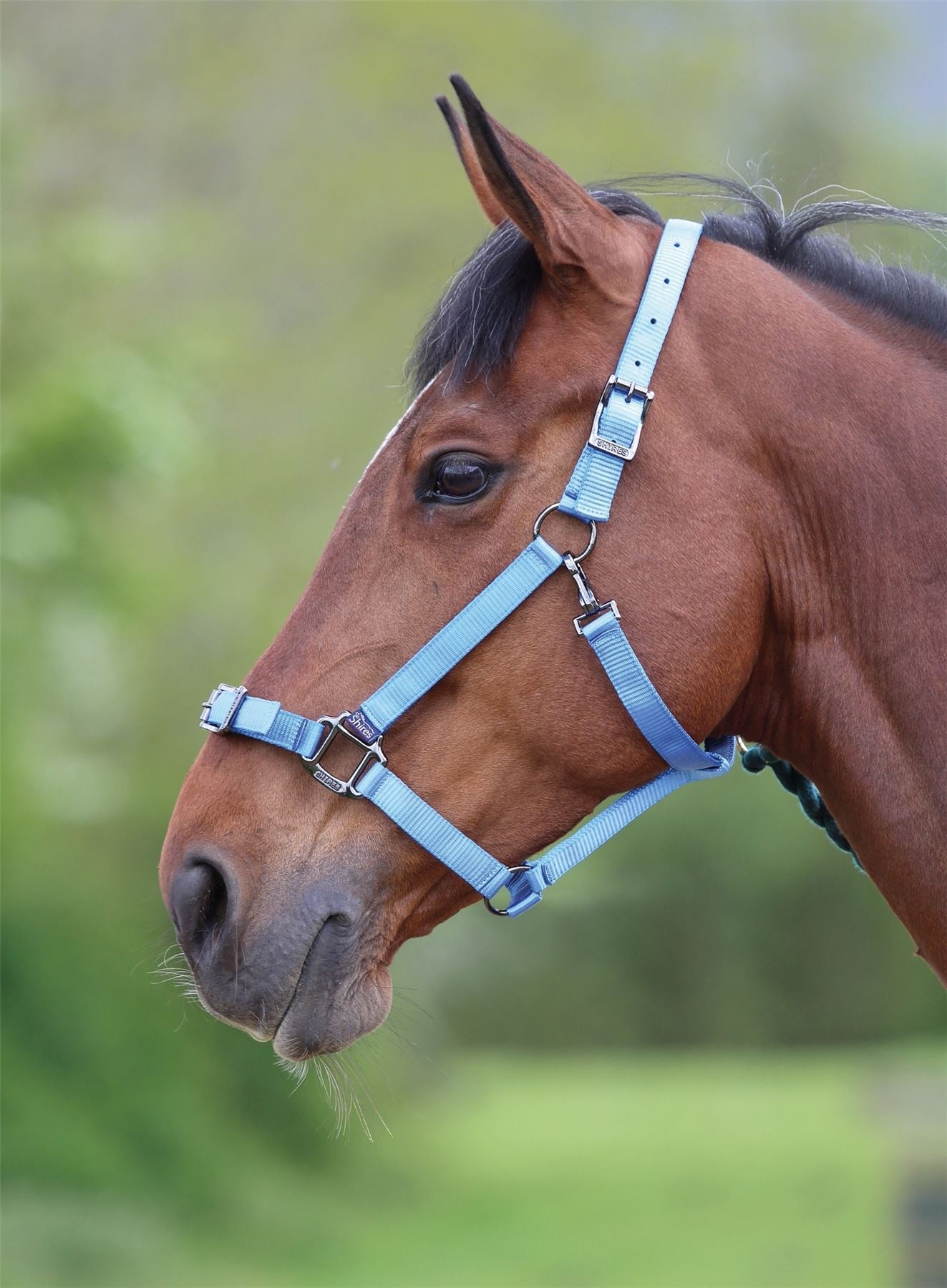 Shires Pro Adjustable Headcollar - Just Horse Riders