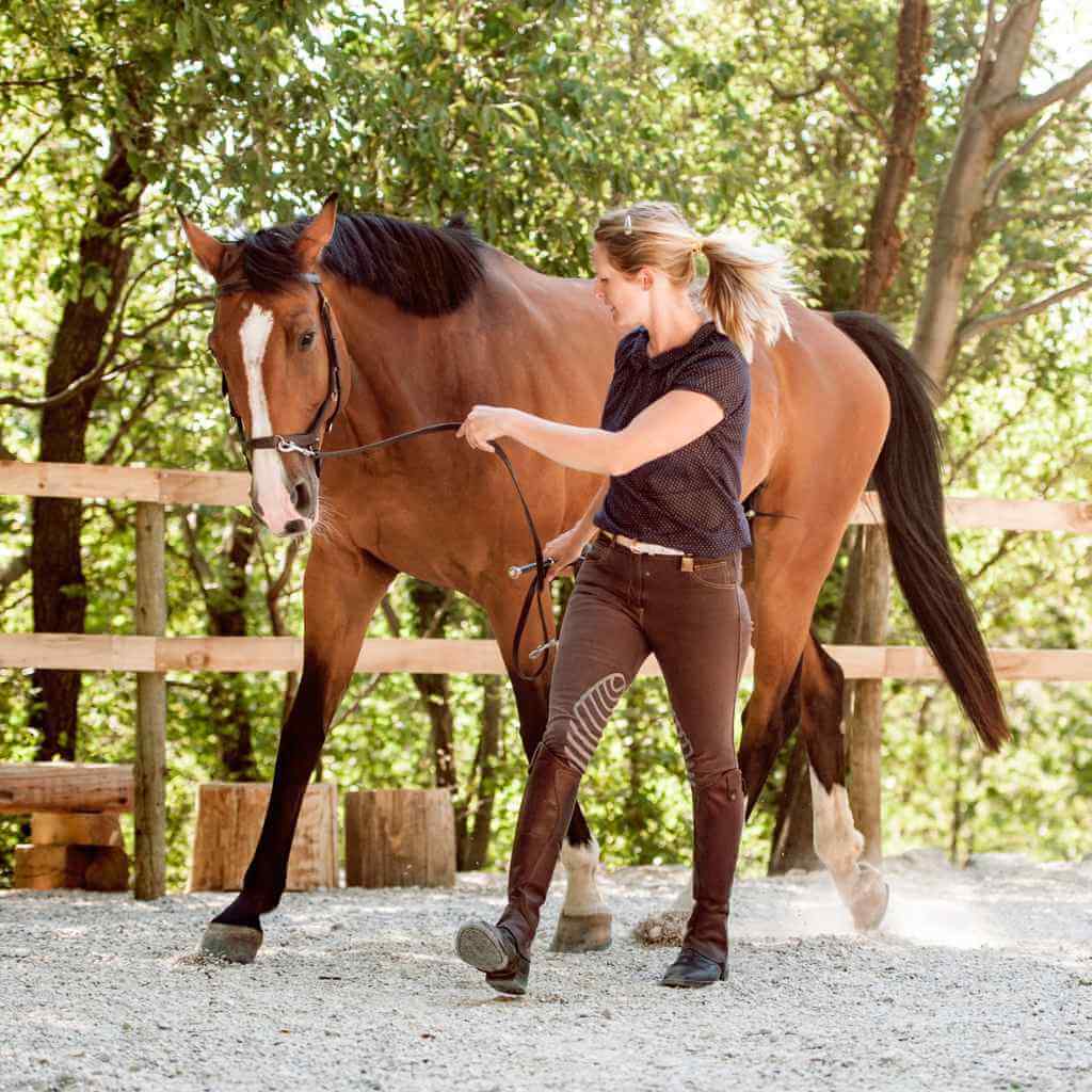 horse being walked in an arena - just horse riders