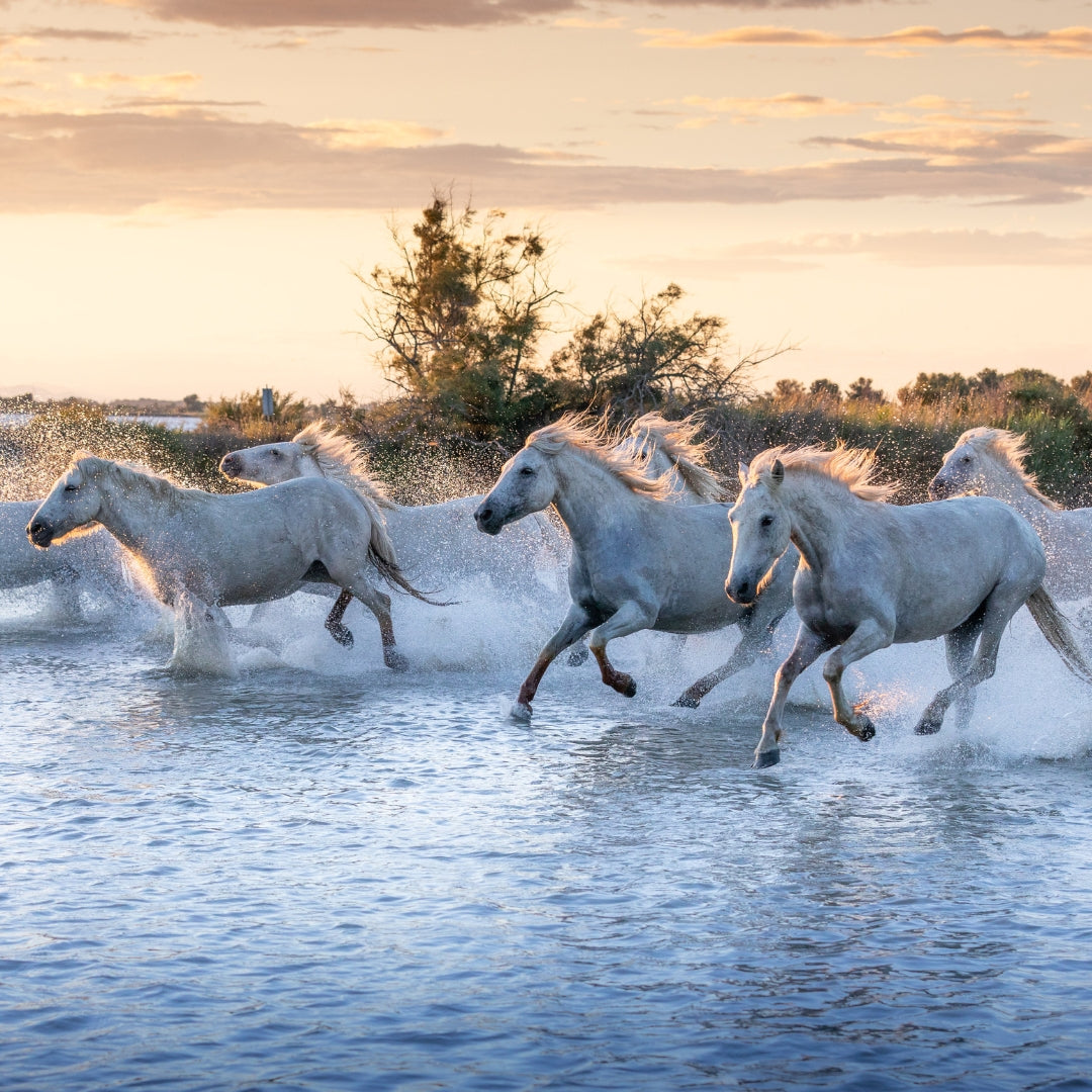 Speed Demons: Unleashing the Top 10 Lightning-Fast Horses in History – Just Horse Riders