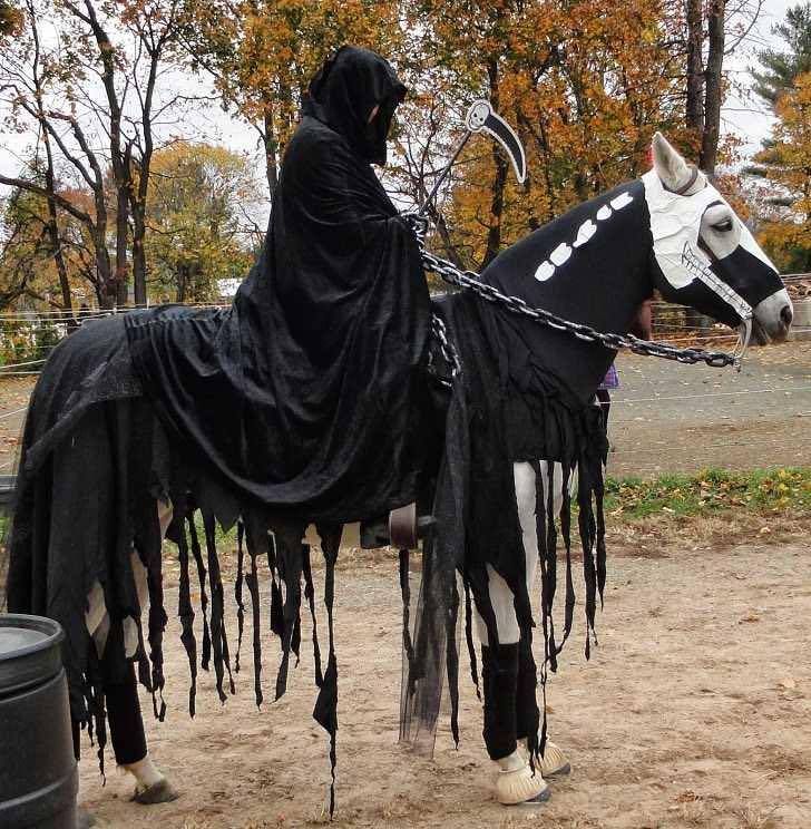 Top 5 Best Halloween Costume for Horse and Rider.