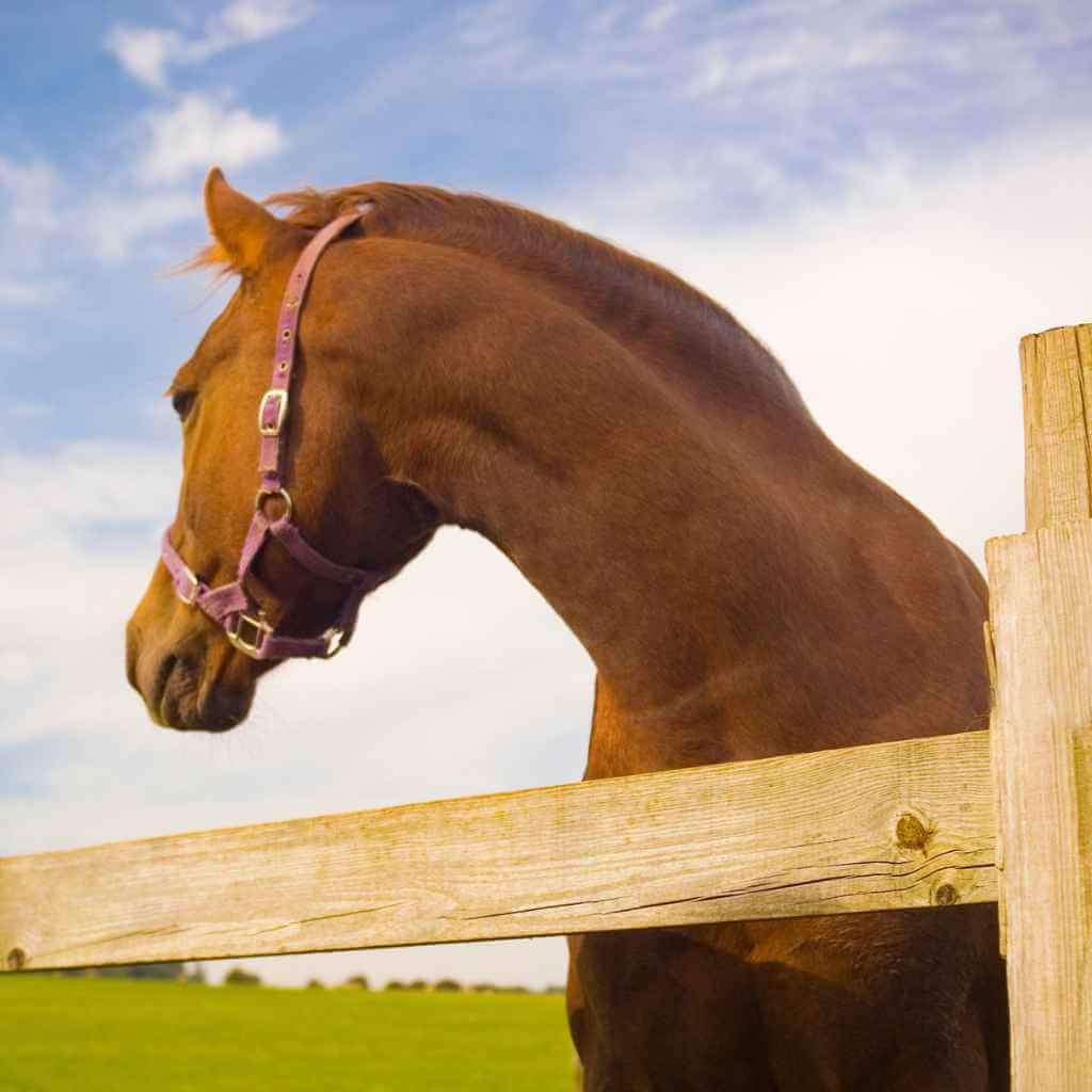 horse looking over the fence - just horse riders