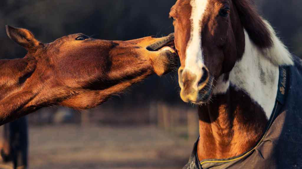 Horse biting another horse's face.