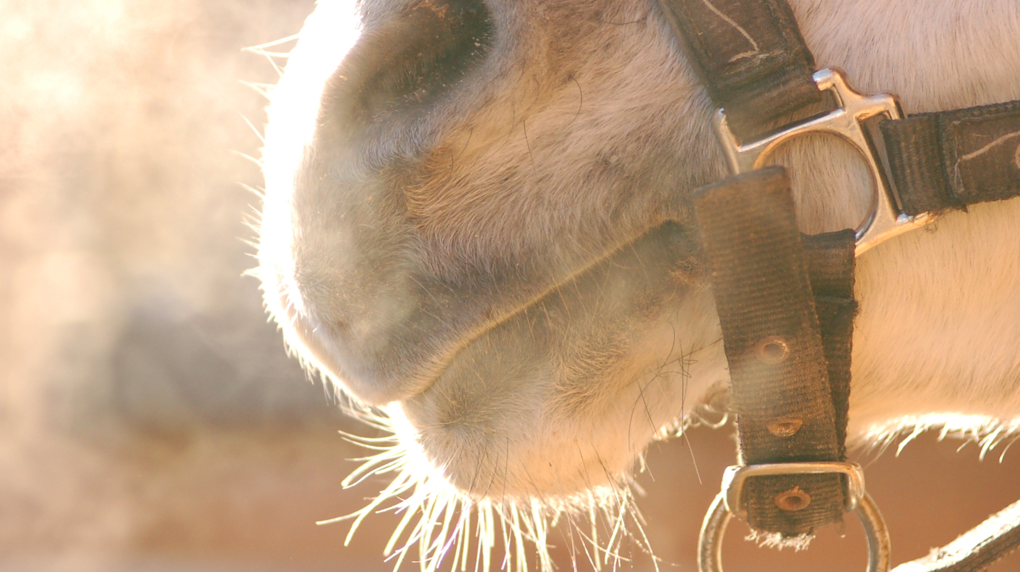 Horses can’t breathe through their mouth