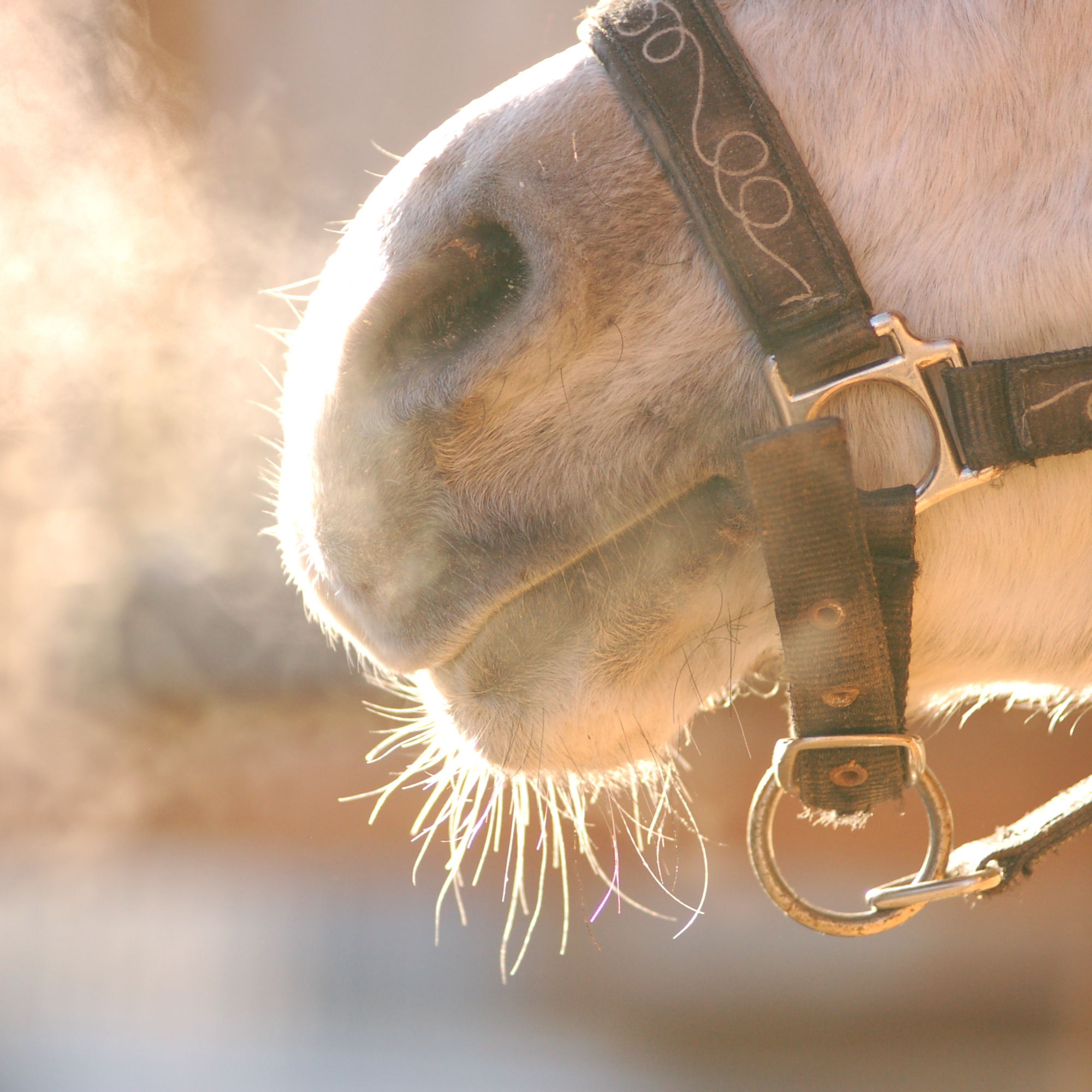 Horses can’t breathe through their mouth