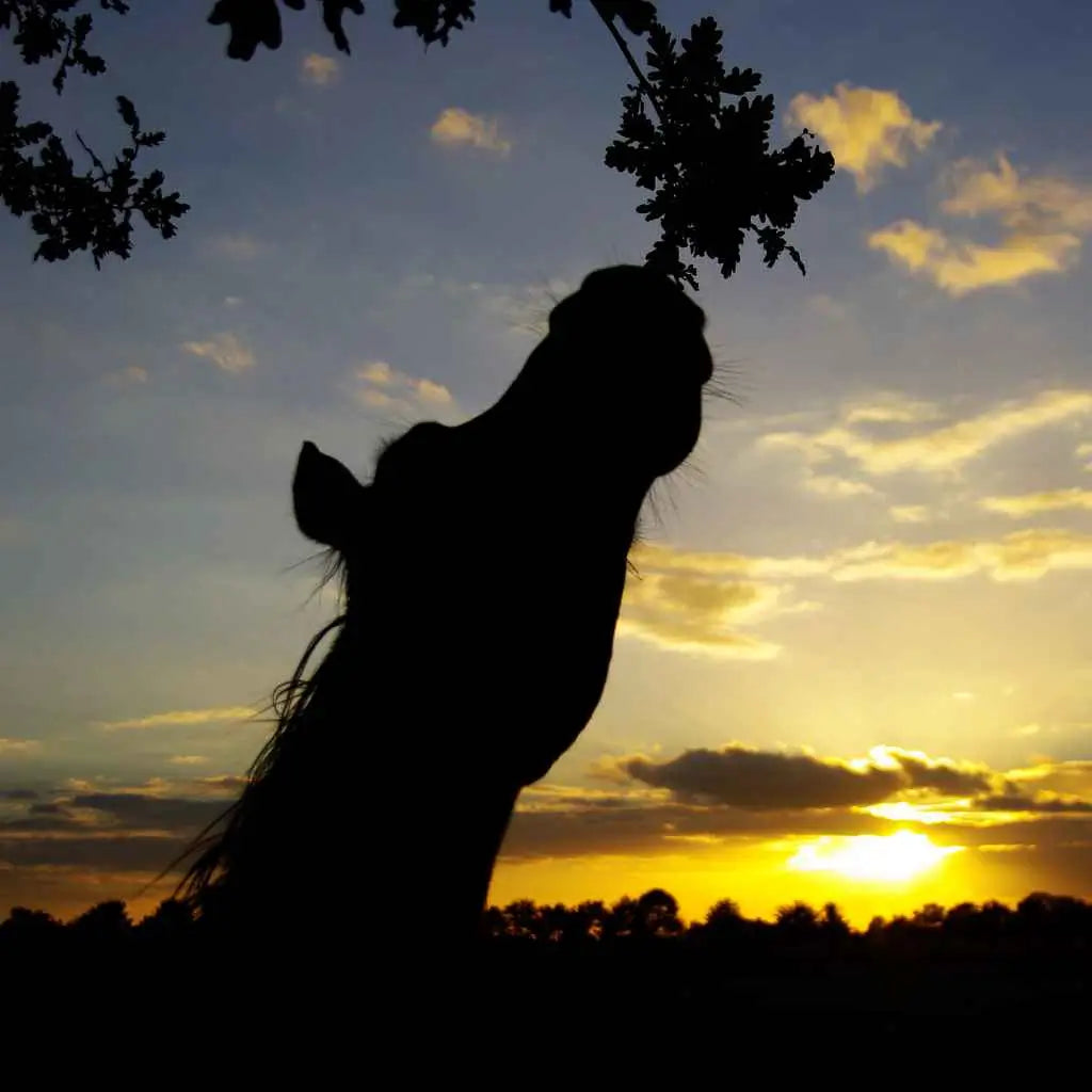horse eating a tree - just horse riders