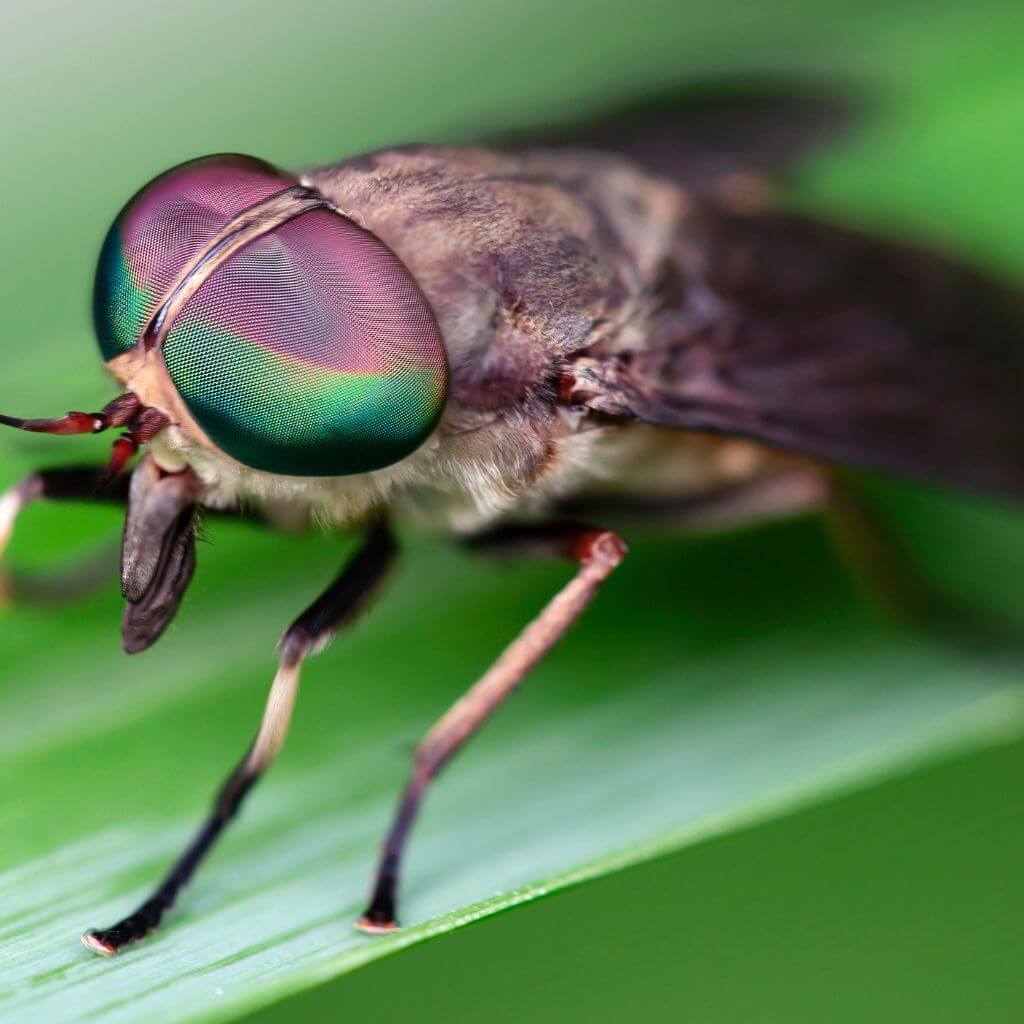 Our Top 10 Horse Fly Sprays: Gallop into a Fly-Free Future!