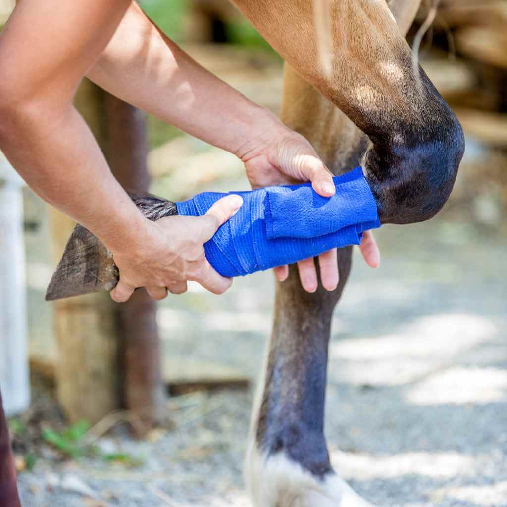 Equine Riding Injuries How to Prevent & Treat Horse Injuries: Our Guide On Common Issues ...